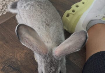 American chinchilla rabbits for 4h or pets