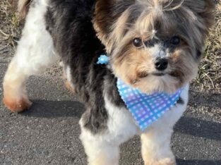 2 year old Biewer Terrier for sale