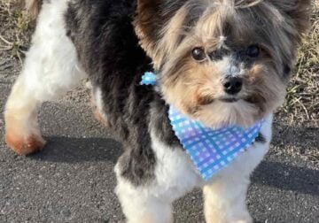 2 year old Biewer Terrier for sale