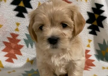 Perfect Teddy Cavapoo x Malshi Female 1
