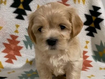Perfect Teddy Cavapoo x Malshi Female 1