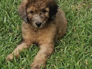 CKC GOLDENDOODLES