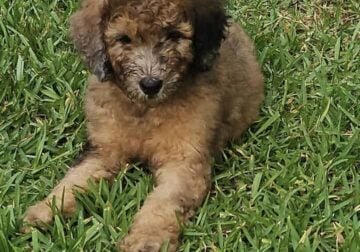 CKC GOLDENDOODLES