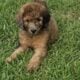 CKC GOLDENDOODLES