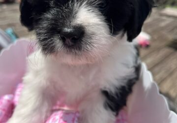 Misty -Shihpoo Female