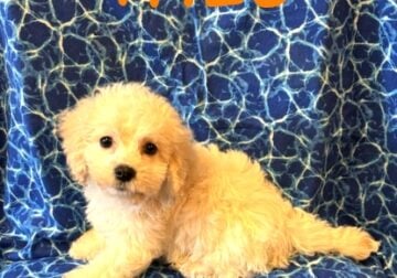 Theo Male Cockapoo Puppy