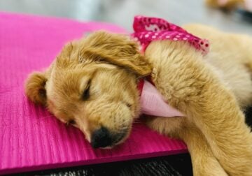 Golden Retriever Puppies ready to go home Now!