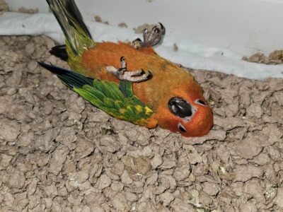 Sun conure