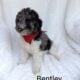 Bentley
