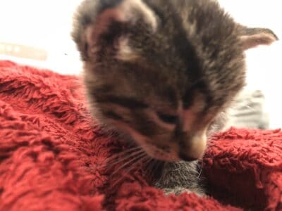 baby kitten (needs home immediately)