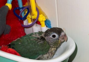 Baby Turqioise green cheek conures!!!!!!