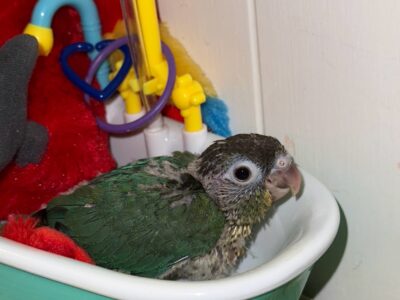 Baby Turqioise green cheek conures!!!!!!