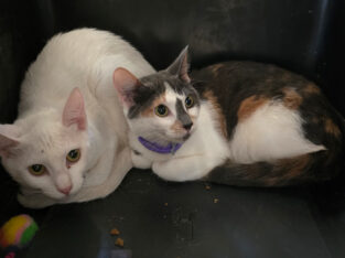 Free cats rehoming