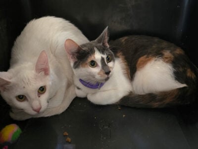 Free cats rehoming