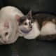 Free cats rehoming