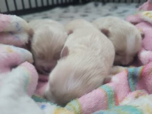 Maltipoo