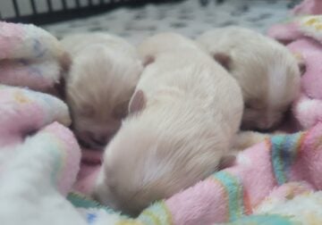 Maltipoo