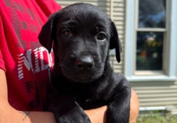 Lab Mix puppies!!