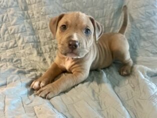 7 Registered American Bully Puppies