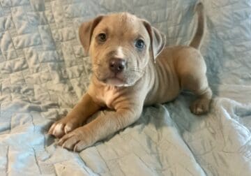 7 Registered American Bully Puppies