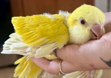 Baby yellow quaker parrot