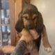 Bloodhound puppies