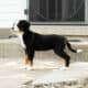 AKC Bernese Mountain female puppy Indianan (Jane)