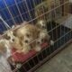 Cavachan puppies