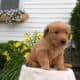 AKC GOLDEN RETRIEVER PUPS