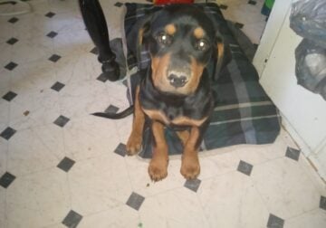 12 week old puppy