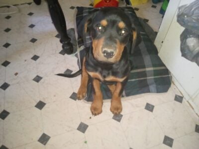 12 week old puppy