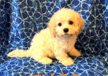 Theo Male Cockapoo Puppy