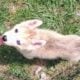 Siberian husky puppies