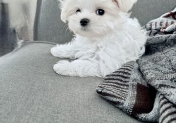 Rehoming Puppy