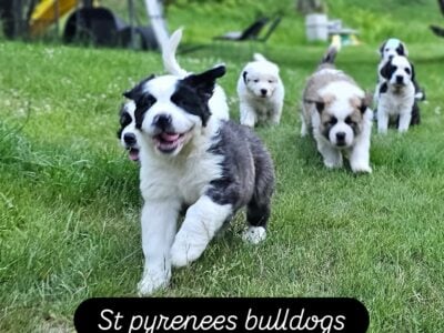 SAINT PYRENEES/ AMERICAN BULLDOG