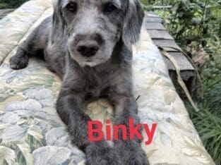 Cockapoo mix
