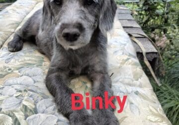 Cocker Spaniel/PBT/Poodle mix