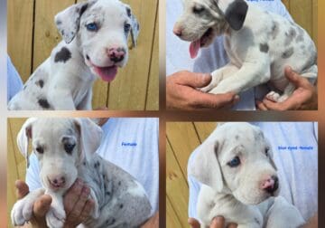 Great Dane puppies