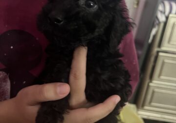 Toy poodles