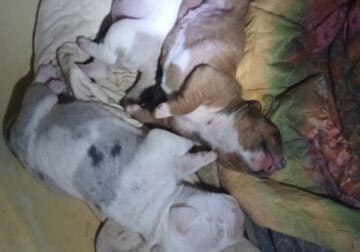 Merle Bullies