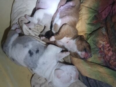 Merle Bullies