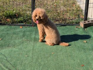 Apricot Female Toy poodle