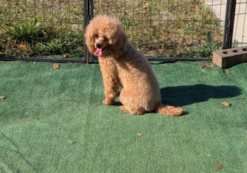 Apricot Female Toy poodle
