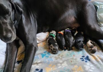 Purebred Great Dane puppies!
