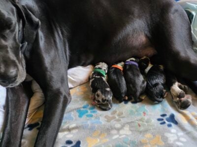 Purebred Great Dane puppies!