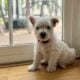 Westie puppies. AKC