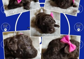 Ella the F1b Miniature Aussiedoodle
