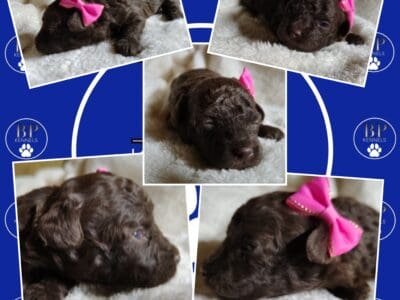 Ella the F1b Miniature Aussiedoodle