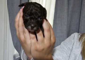 SHIHPOO PUPPIES