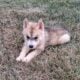 Siberian husky puppies